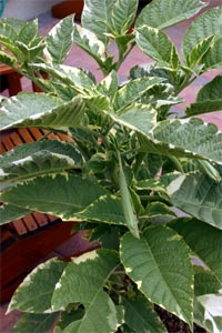 Some cultivars sport variegated foliage.