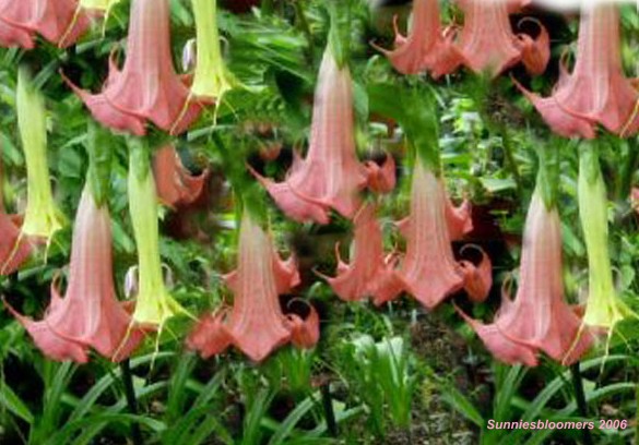 Painted Lady Brugmansia.