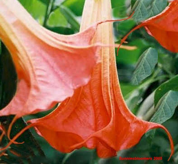 Vixen Brugmansia.